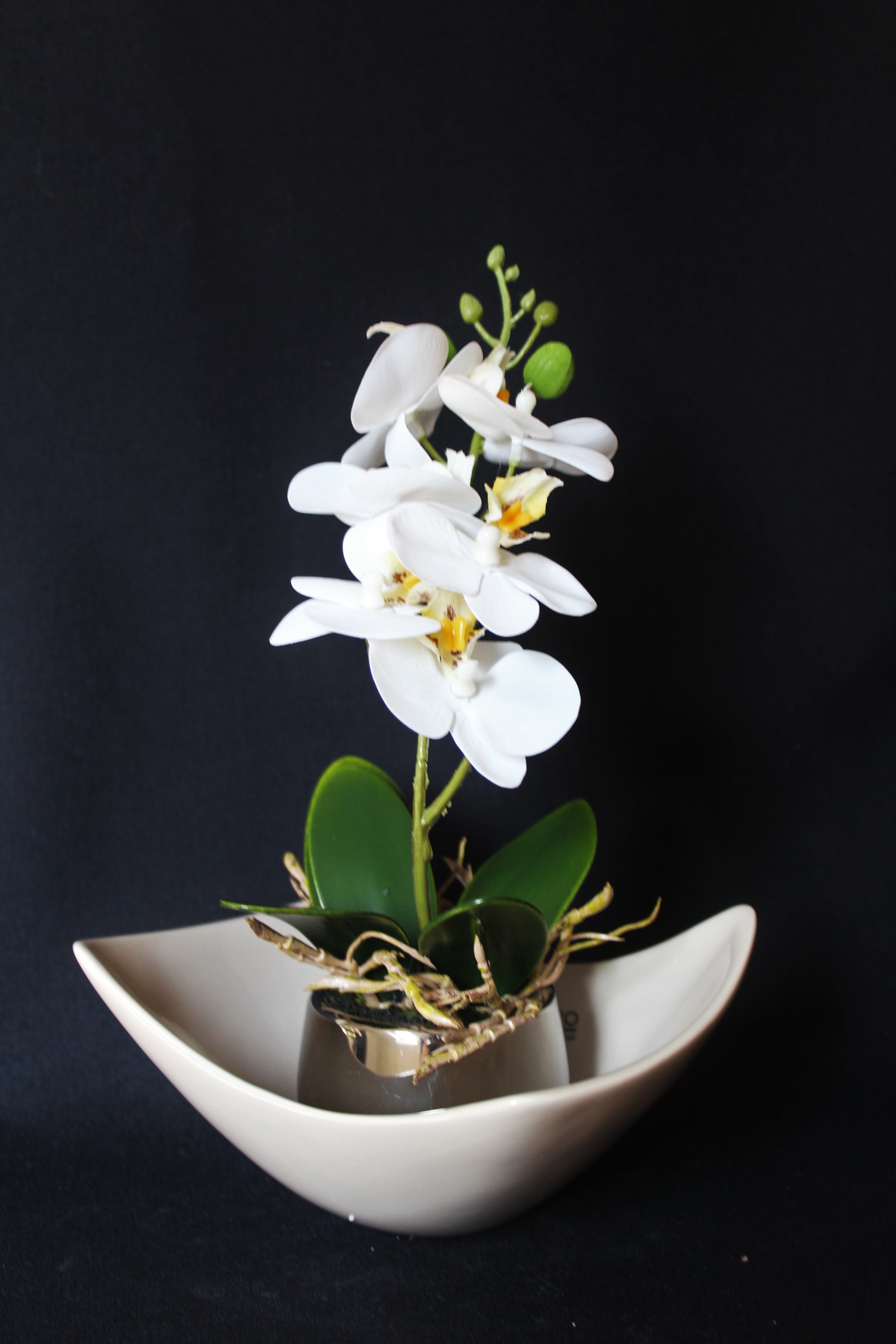 hier: Orchidee mit Schale Novate 16cm