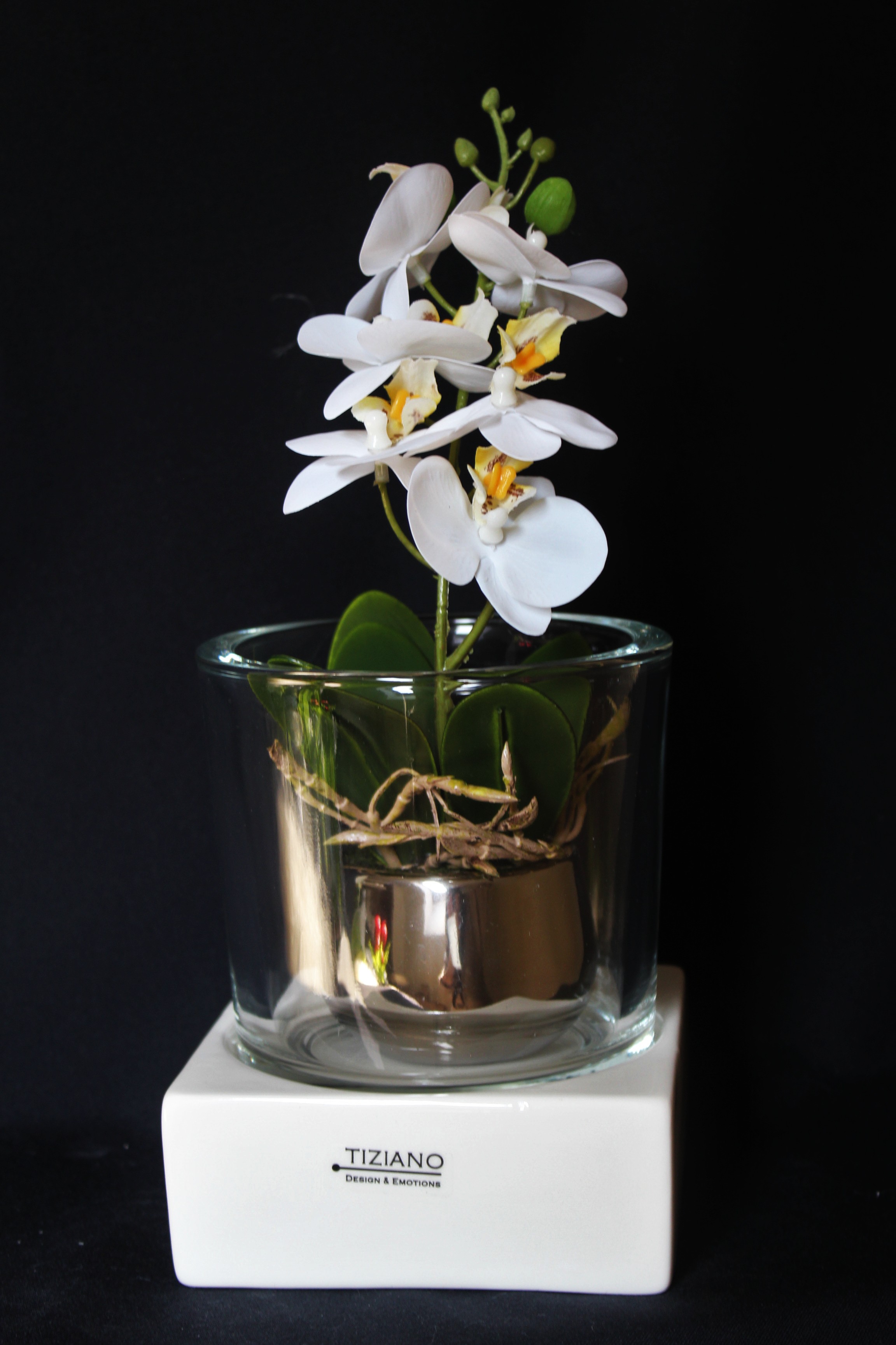 hier: Orchidee mit Tischlicht Mantova 12,5cm